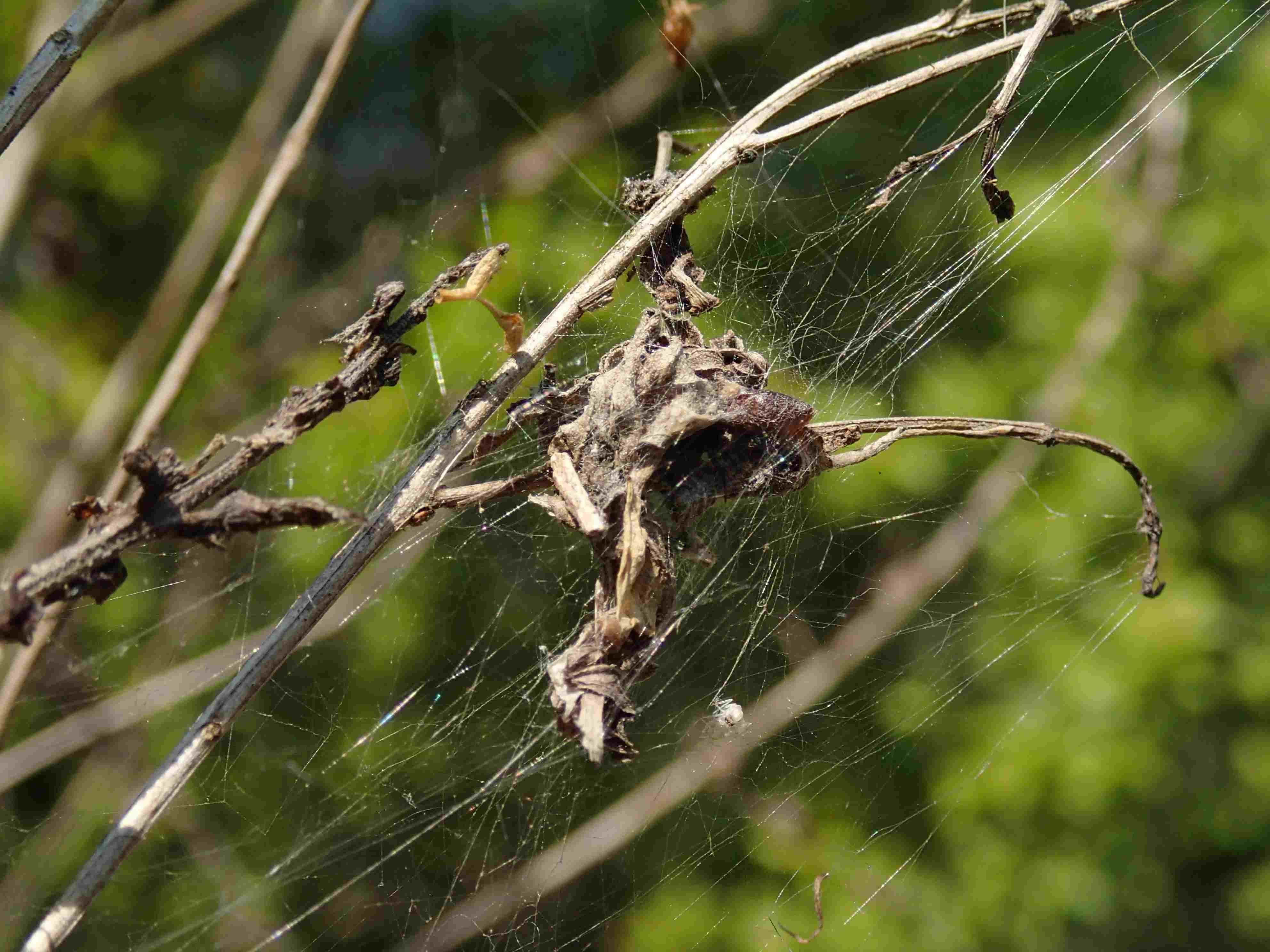 Tetragnatha sp. e Theridiidae - Lughignano (TV)